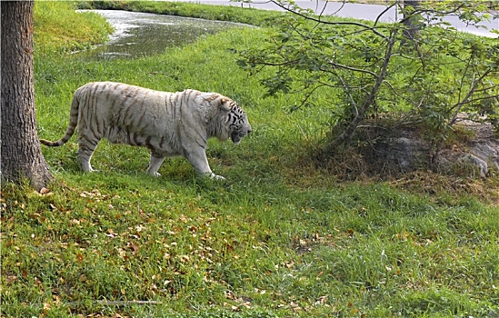 草地上漫步的白虎