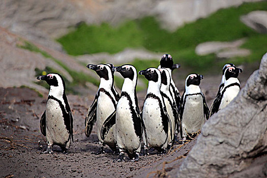 非洲企鹅,黑脚企鹅,群,海滩,湾,南非,非洲