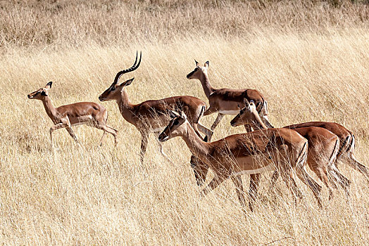 黑斑羚,莫雷米禁猎区,博茨瓦纳,非洲