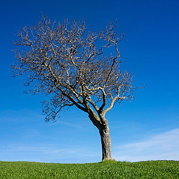 孤树,麦田,蓝天
