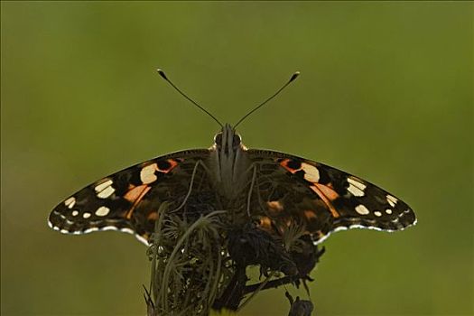 斑豹盛蛱蝶图片