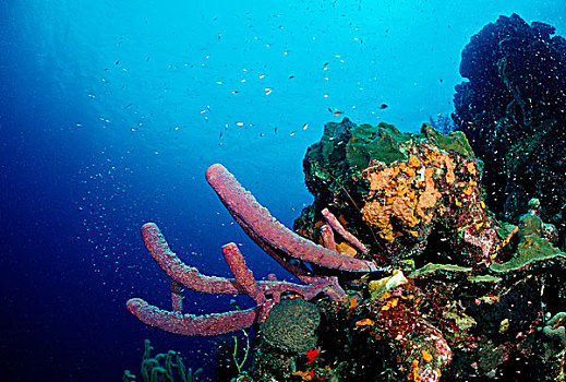 加勒比海,珊瑚礁,多巴哥岛