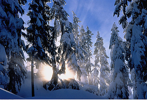 阳光,针叶树,雪中,海岸山脉,不列颠哥伦比亚省,加拿大