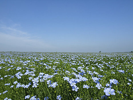 亚麻籽,花