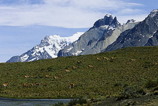智利,公园,原驼,放牧