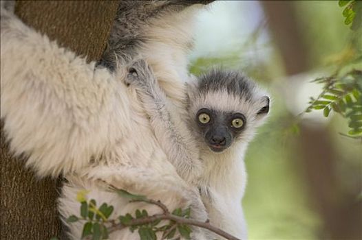 维氏冕狐猴,幼仔,背影,脆弱,贝伦提私人保护区,马达加斯加
