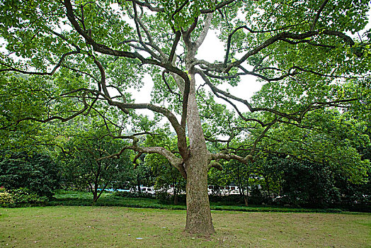 树林,公园,植物园