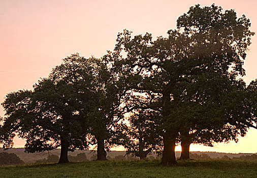 橡树,日出,黑森州,德国,欧洲