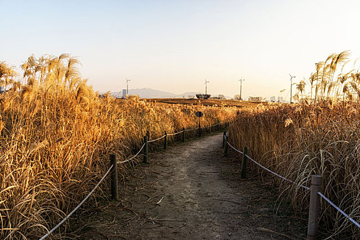 野外,芦苇,公园