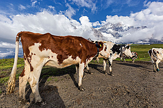 母牛,草场,第一,格林德威尔,背景,瑞士,阿尔卑斯山,少女峰,攀升,遮盖,云,伯恩高地,伯尔尼,欧洲