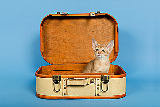 小猫,9星期大,彩色,手提箱