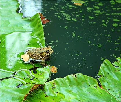 青蛙,湖
