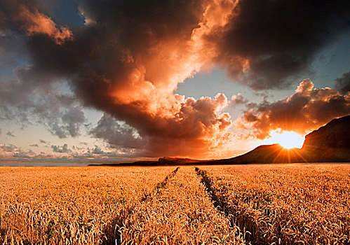 风景,金色,地点,小麦,生动,风暴,看,天空,夏天