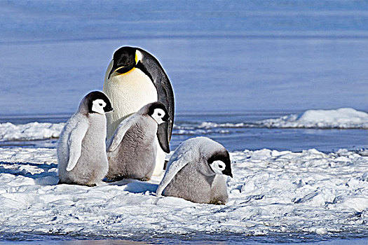 年轻,帝企鹅,幼禽,成年,雪丘岛,威德尔海,南极