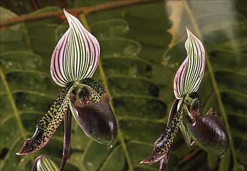 热带,凤仙花,兰花