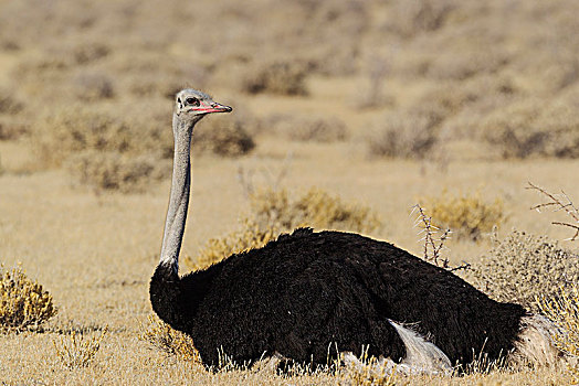 鸵鸟,鸵鸟属,骆驼,休息,雄性,干草,埃托沙国家公园,纳米比亚,非洲