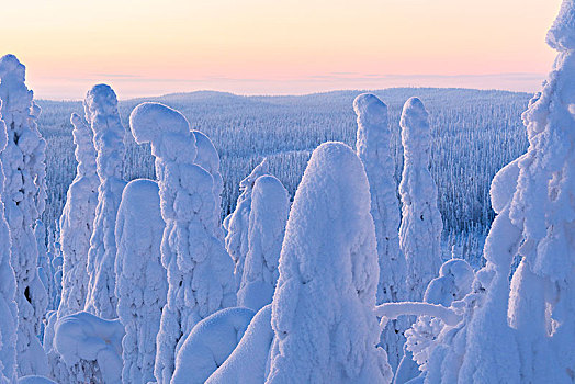 冰冻,树林,国家公园,拉普兰,芬兰