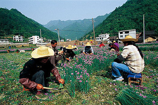 湖北五峰的农民在收葱