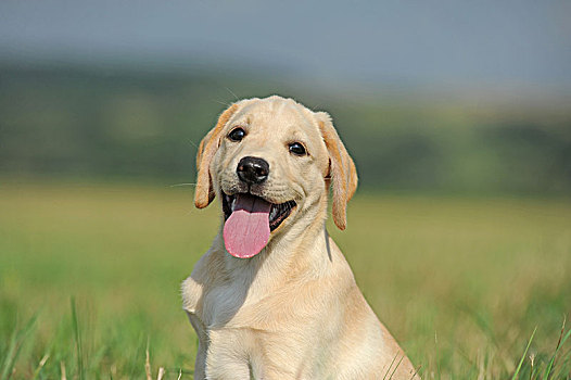 拉布拉多犬,黄色,小狗,9星期大,头像,草地