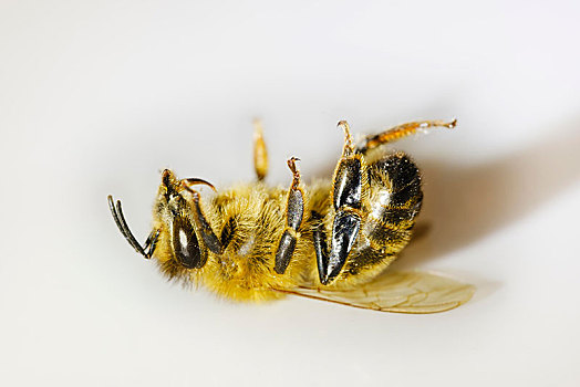 死,蜜蜂,意大利蜂,生物群,崩溃,凌乱,昆虫,死亡,德国,欧洲
