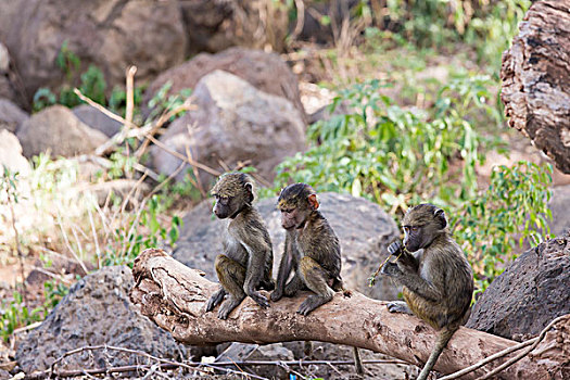 三个,幼小,黄色,狒狒,黄狒狒,坐,一起,原木,一个,咀嚼,块,植物,湖,国家公园,坦桑尼亚