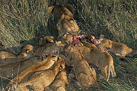 非洲狮,狮子,雌性,幼兽,吃,斑马,畜体,马赛马拉,公园,肯尼亚