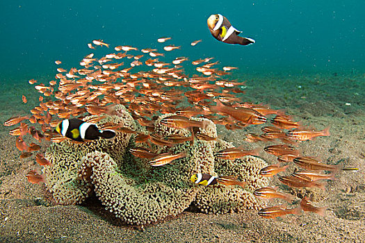 葵鱼,小丑鱼,一对,鱼群,靠近,海葵,防护,巴厘岛,印度尼西亚