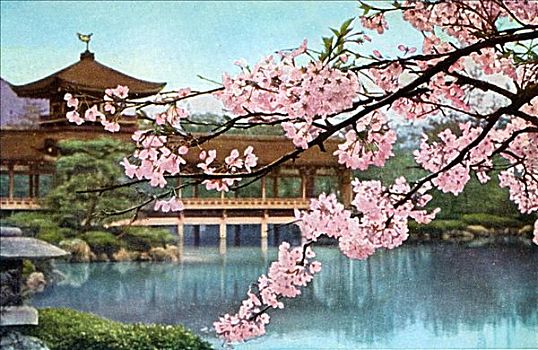 日本,旧式,湖,樱花,神祠
