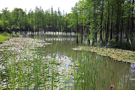 南京银杏湖水杉林景观