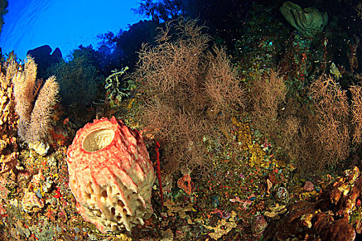 软珊瑚,海绵,岛屿,班达海,印度尼西亚