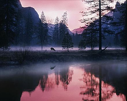 长耳鹿,优胜美地国家公园,加利福尼亚