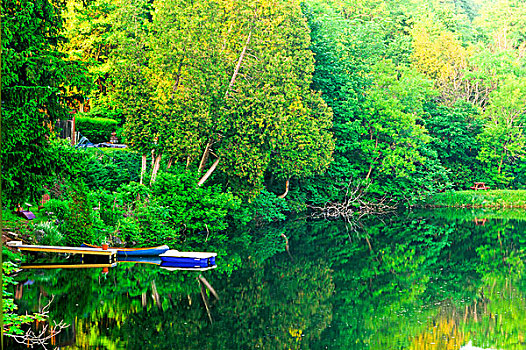 树,独木舟,反射,水塘,安大略省,加拿大