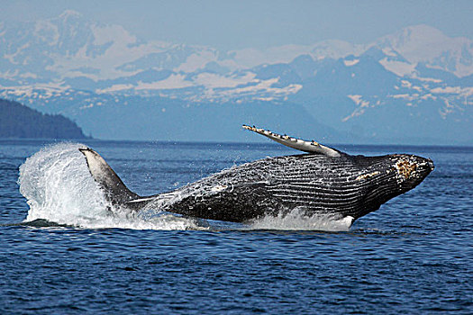驼背鲸,大翅鲸属,鲸鱼,威廉王子湾,阿拉斯加