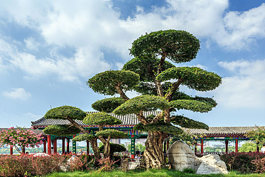 济南大明湖园艺景观树