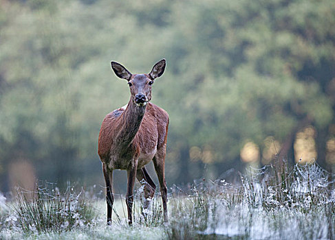赤鹿,鹿属,鹿,雌性,北莱茵-威斯特伐利亚,德国,欧洲
