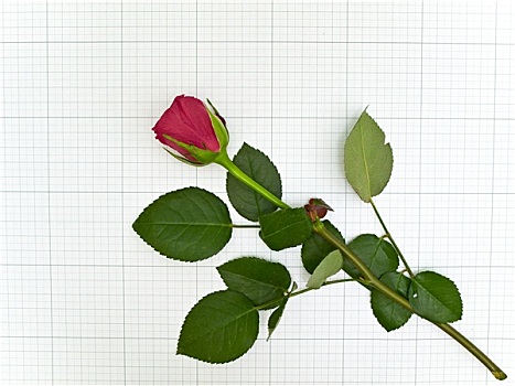 一个,红玫瑰,纸
