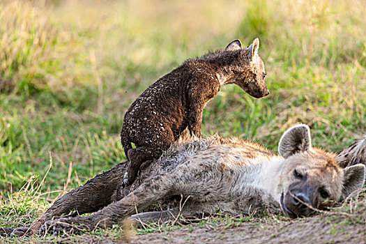斑鬣狗,马赛马拉,家族,氏族,几个,幼兽,挨着,窝,肯尼亚,非洲