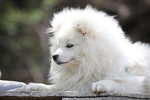 一只白色的狗