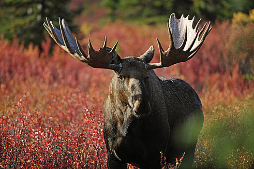 驼鹿,彩色,秋色,苔原,背景,德纳里峰国家公园,阿拉斯加