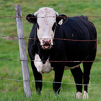 母牛,站立,后面,栅栏,北方,艾伯塔省,加拿大