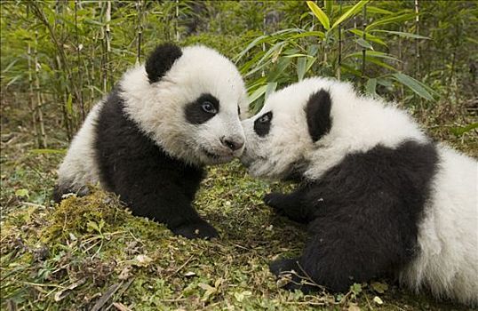 大熊猫,接触,鼻子,卧龙自然保护区,中国