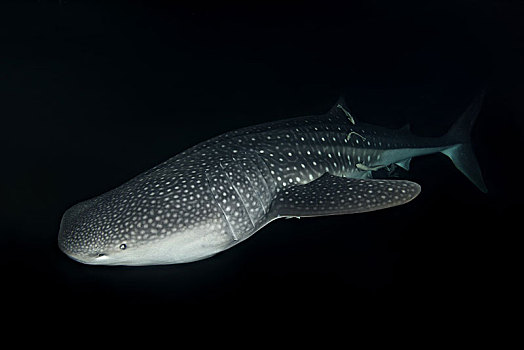 鲸鲨,夜晚,印度洋,马尔代夫,亚洲