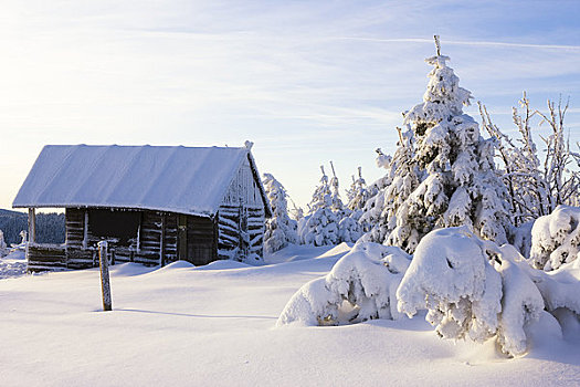 积雪,冷杉,小屋,矿,山峦,萨克森,德国