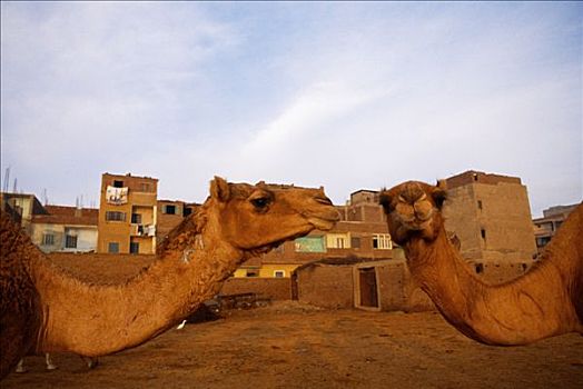 驯服,骆驼,单峰骆驼,开罗,市场