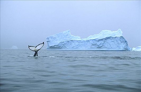驼背鲸,大翅鲸属,鲸鱼,尾部,靠近,冰山,南极