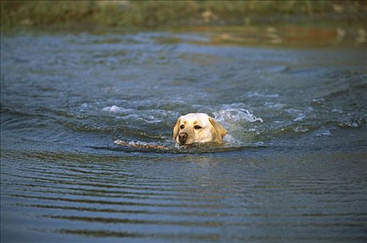 黄色拉布拉多犬,狗,成年,游泳,水中,取回,棍