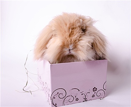 兔子,盒子