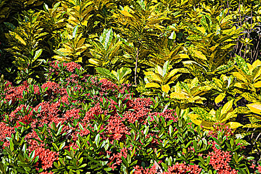 绿色,植物,采石场,湾,公园,香港