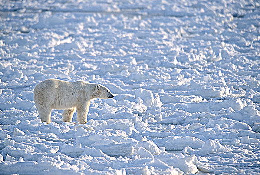 北极熊,冰,曼尼托巴,加拿大