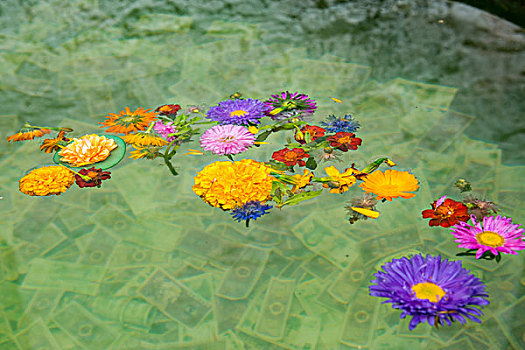 抛洒在水中的菊花
